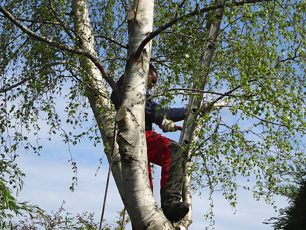 Best Tree Removal Service  in Hoover, AL